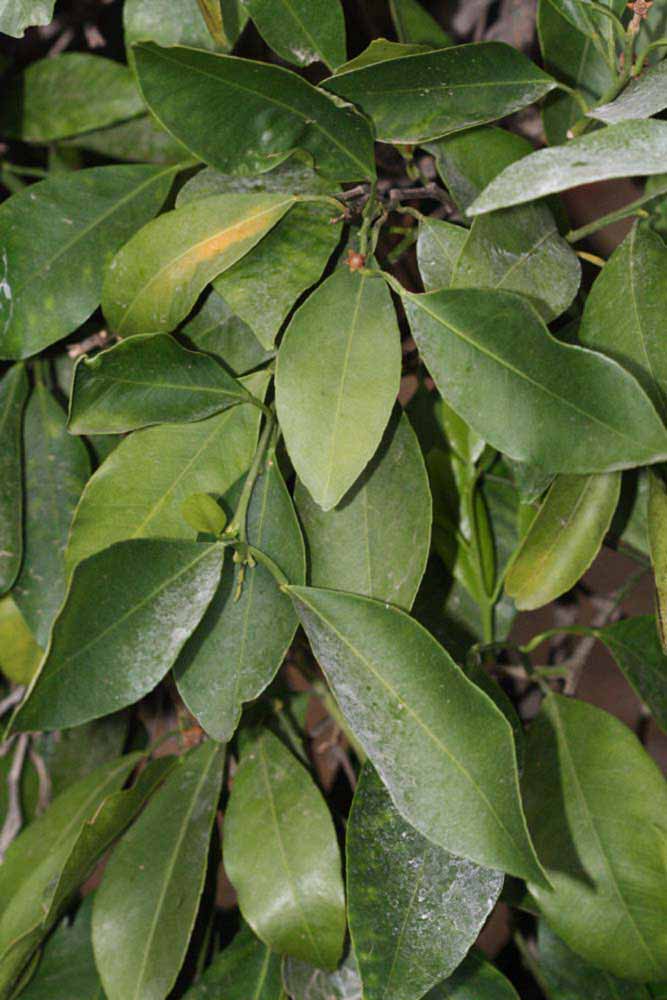              Shade leaves (Riverside, CA)       